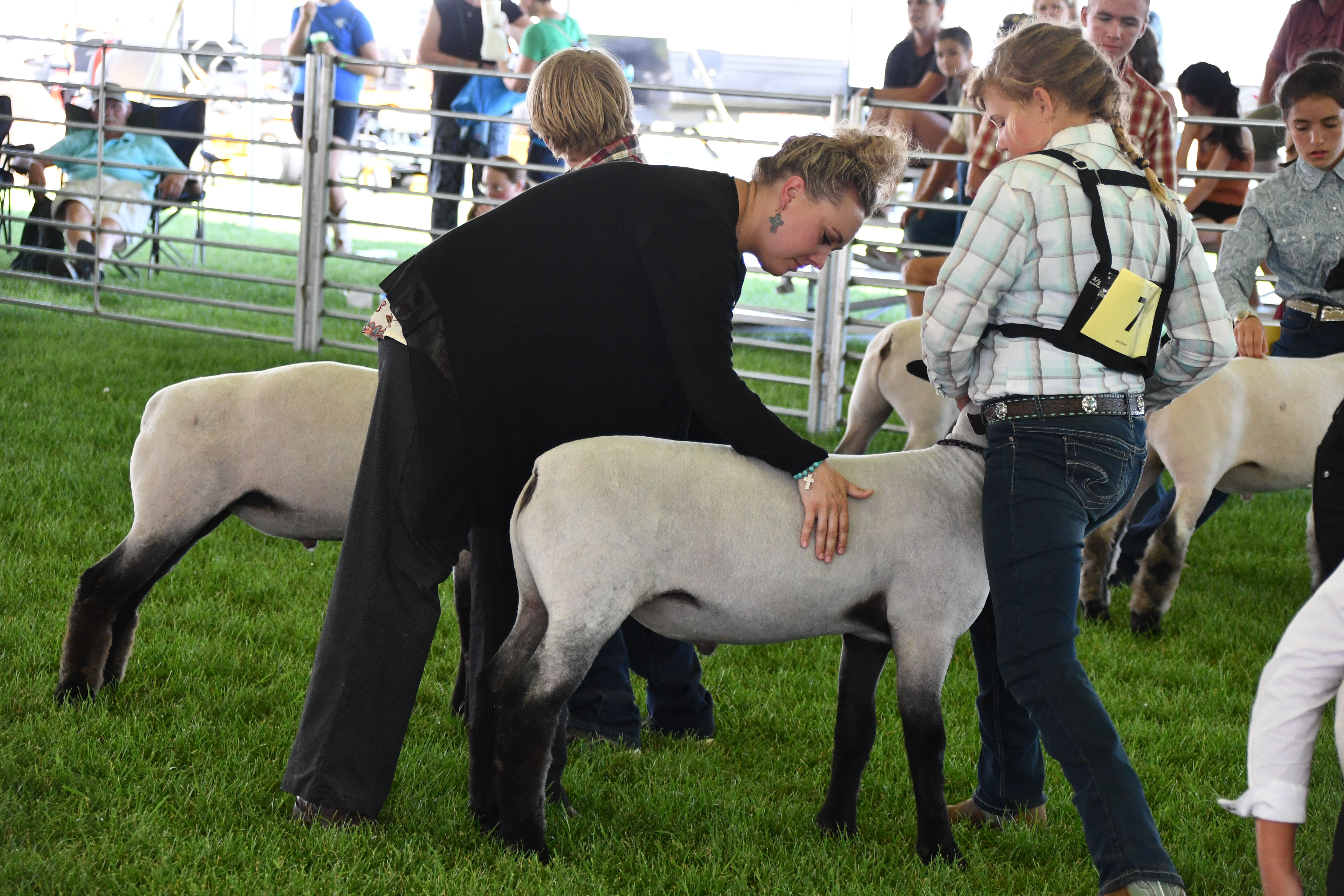Sheep Livestock Judging 