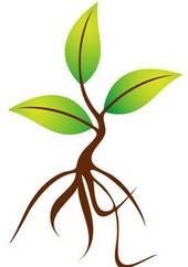 DNRC Conservation Seedling Program Webpage