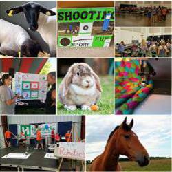 Collage of 4-H project photos, including a bay-colored horse, a white and tan rabbit, a shooting sports banner, a quilt, and an educational display