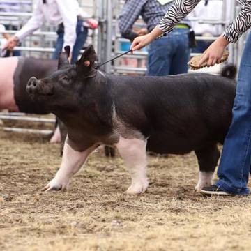 Swine
