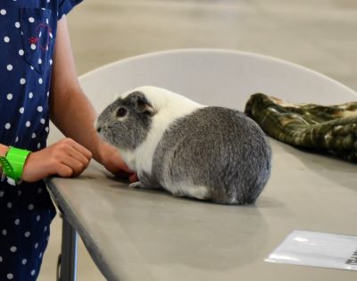 Pocket Pets